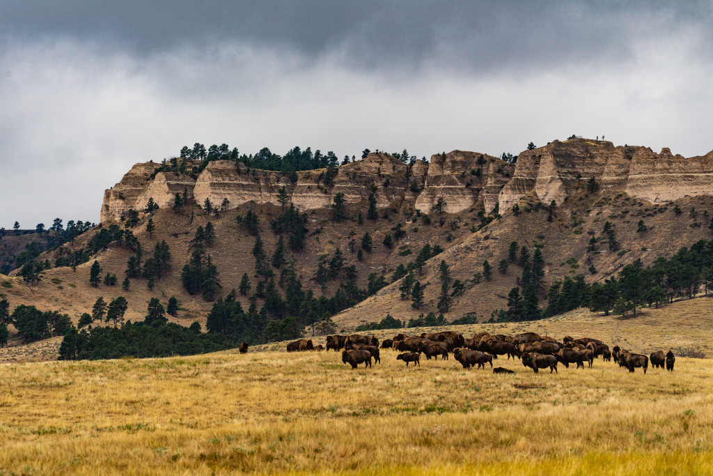 a herd of bison is small against a backdrop of massive buttes