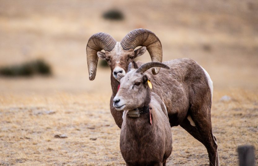 A ram puts his previously determined dominance to court a ewe,