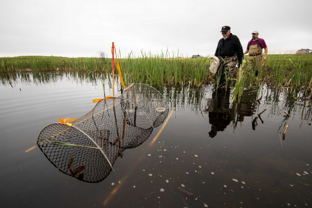 Dr. Jeffrey Lang and volunteer Alan Bartels check a turtle trap on the Valentine National Wildlife Refuge.