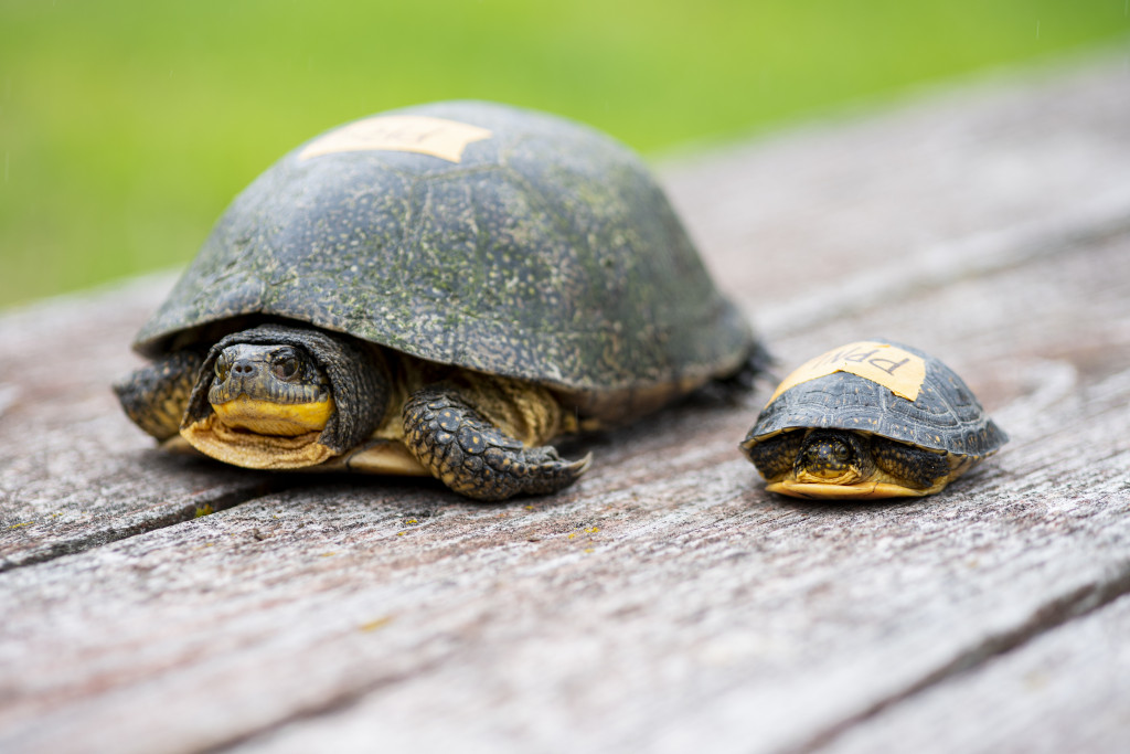 An old turtle and a young turtle side by side on a table.