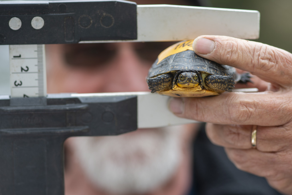 A Blanding's turtle being measured by a wildlife biologist.