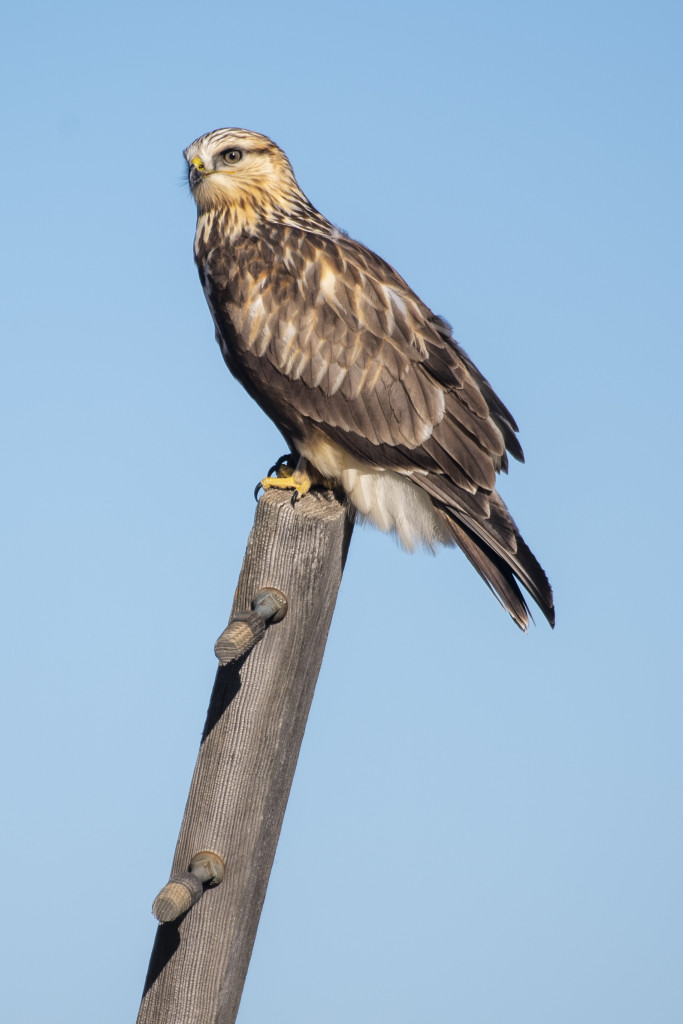 a hawk sits on a slanted posted