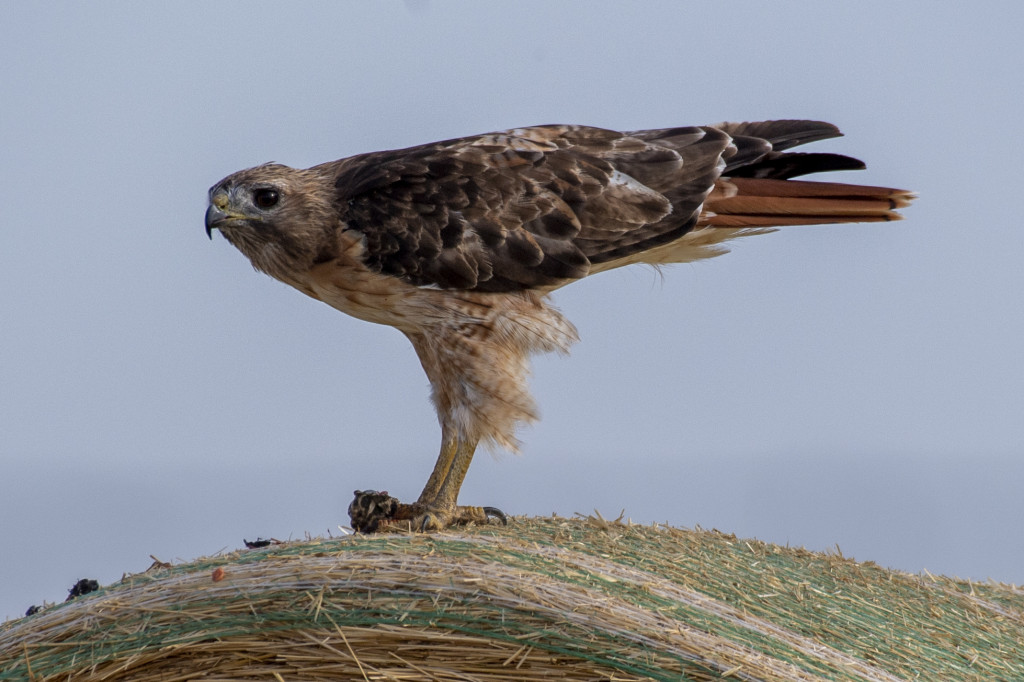 a red-tailed hawk parallel to its perch