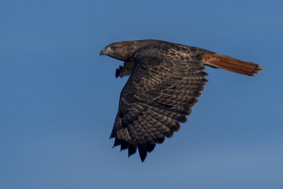 a red-trailed hawk, wings down in flight, against a cloudless blue sky