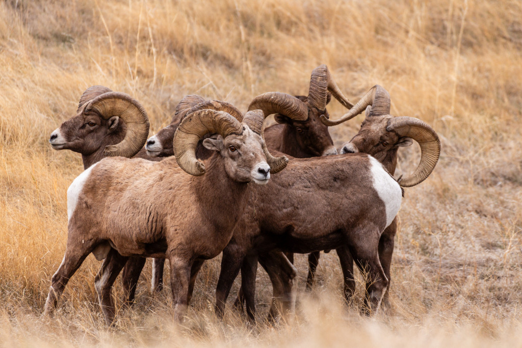 A group of bighorn sheep rams.