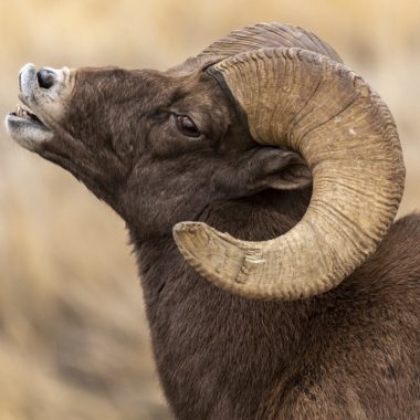 a profile view of a bighorn sheep with a large horn curl