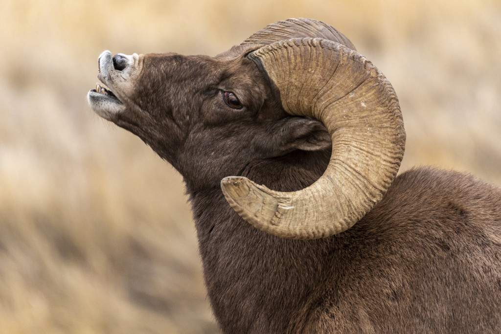 a profile view of a bighorn sheep with a large horn curl