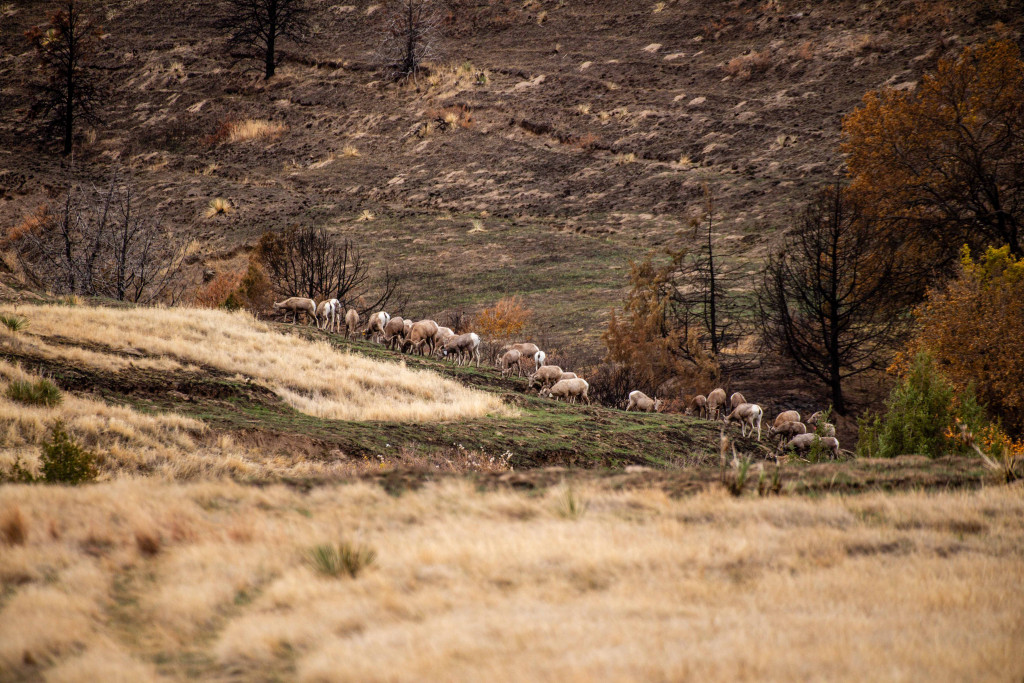 Ewes, lambs and young rams graze on an area burned by wildfire in the Pine Ridge.