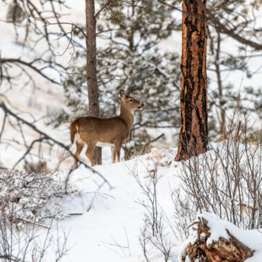 A white-tailed deer moves through the snow-covered landscape