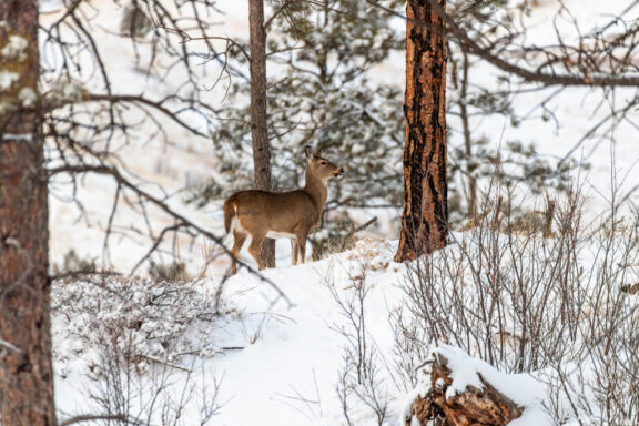 A white-tailed deer moves through the snow-covered landscape