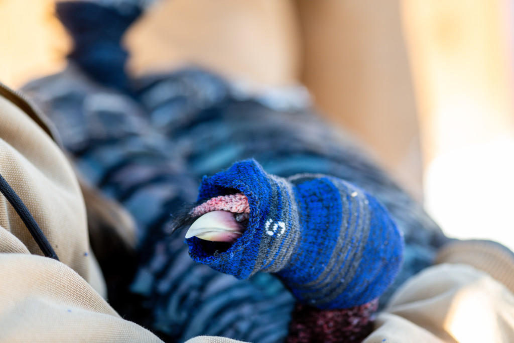 A sock with its closed end cut off is placed over the turkeys’ heads to keep them calm.