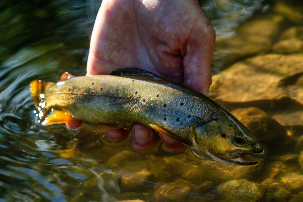 A brown trout is returned to the cool water of Sowbelly Creek.