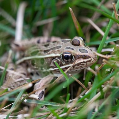 a small light-green spotted frog is nearly camouflaged by grass