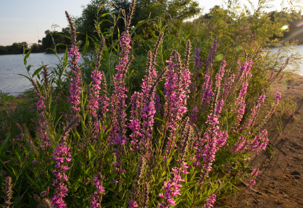 purple-headed plants grow between two water bodies