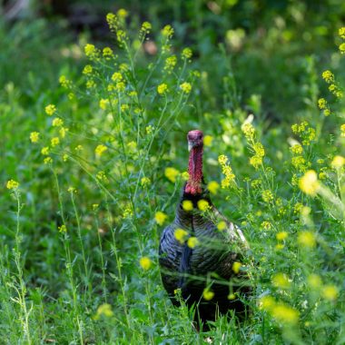 A turkey stands among bright green plants topped with yellow flowers