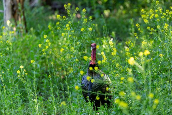 A turkey stands among bright green plants topped with yellow flowers