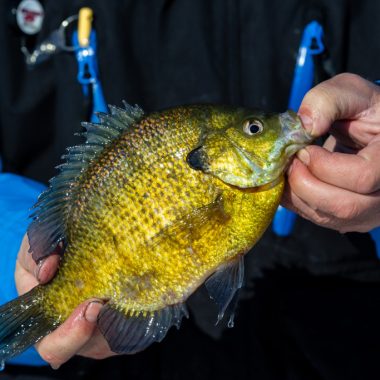 a man wearing a blue coat holds a fish in his hands