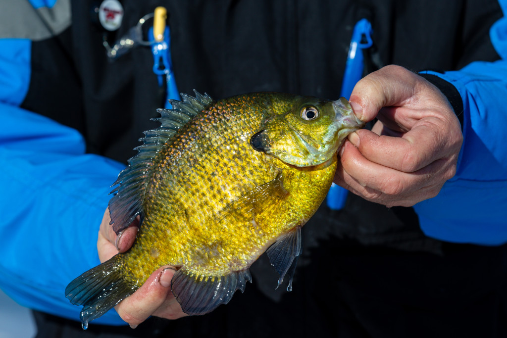 a man wearing a blue coat holds a fish in his hands