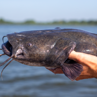 detail shot of a man's hand holding a large flathead catfish