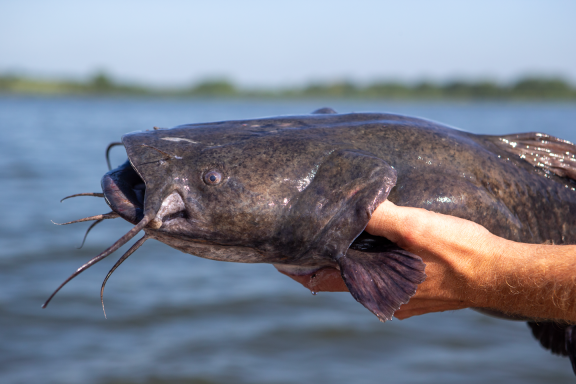 detail shot of a man's hand holding a large flathead catfish