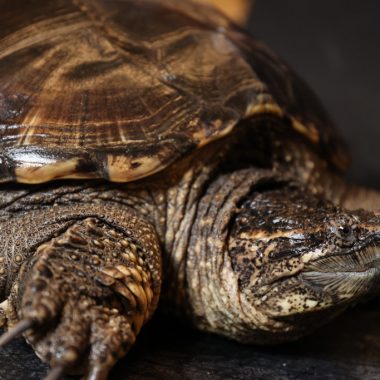 a profile view of a snapping turtle's face and upper body