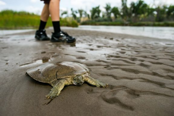 a turtle walks across a wet sandbar