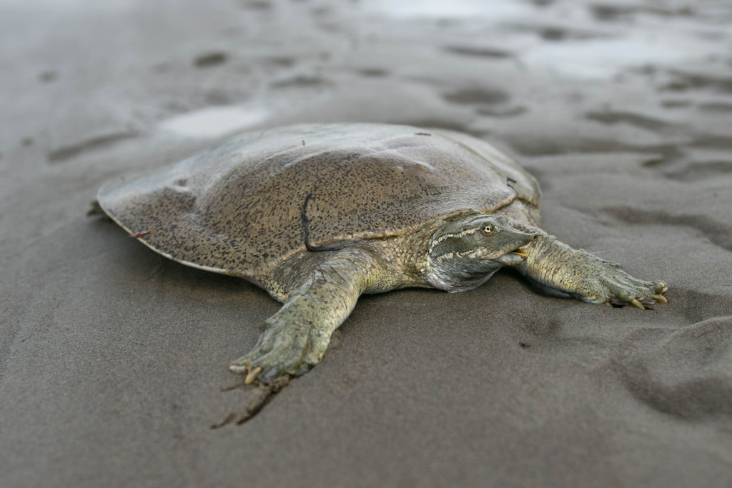 a softshell turtle crawls across wet sand