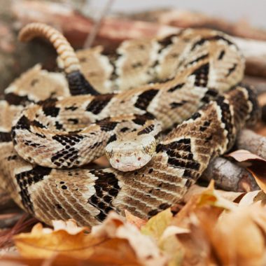 a timber rattlesnake lays curled up on a bed of leaves