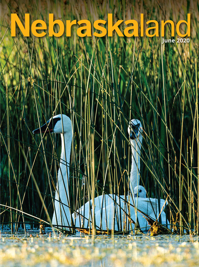 June 2020 cover of Nebraskaland featuring trumpeter swans in a Sandhills wetland.