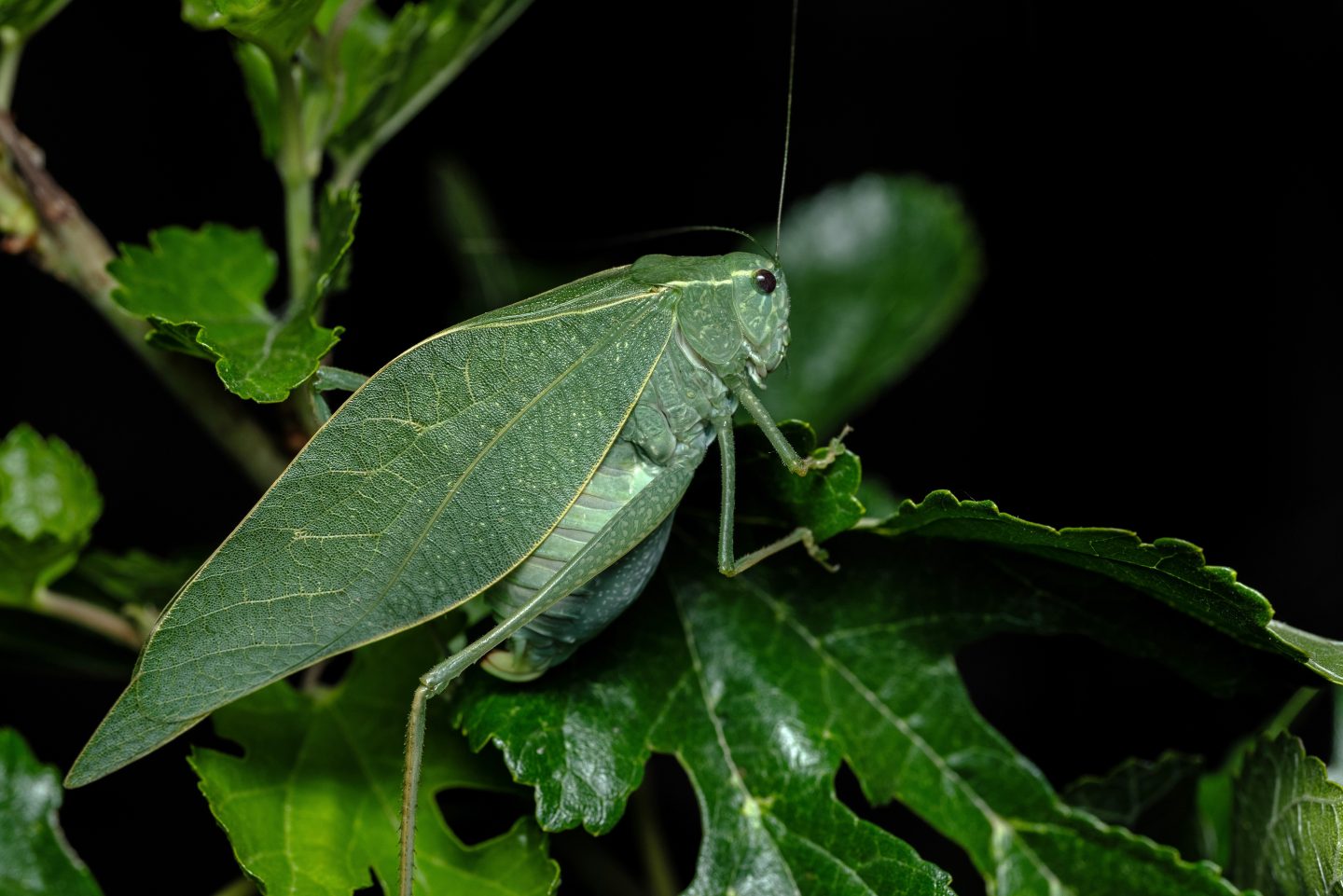 Katydid