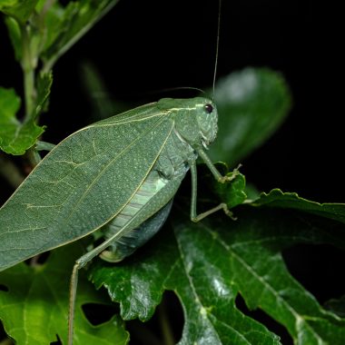 Katydid