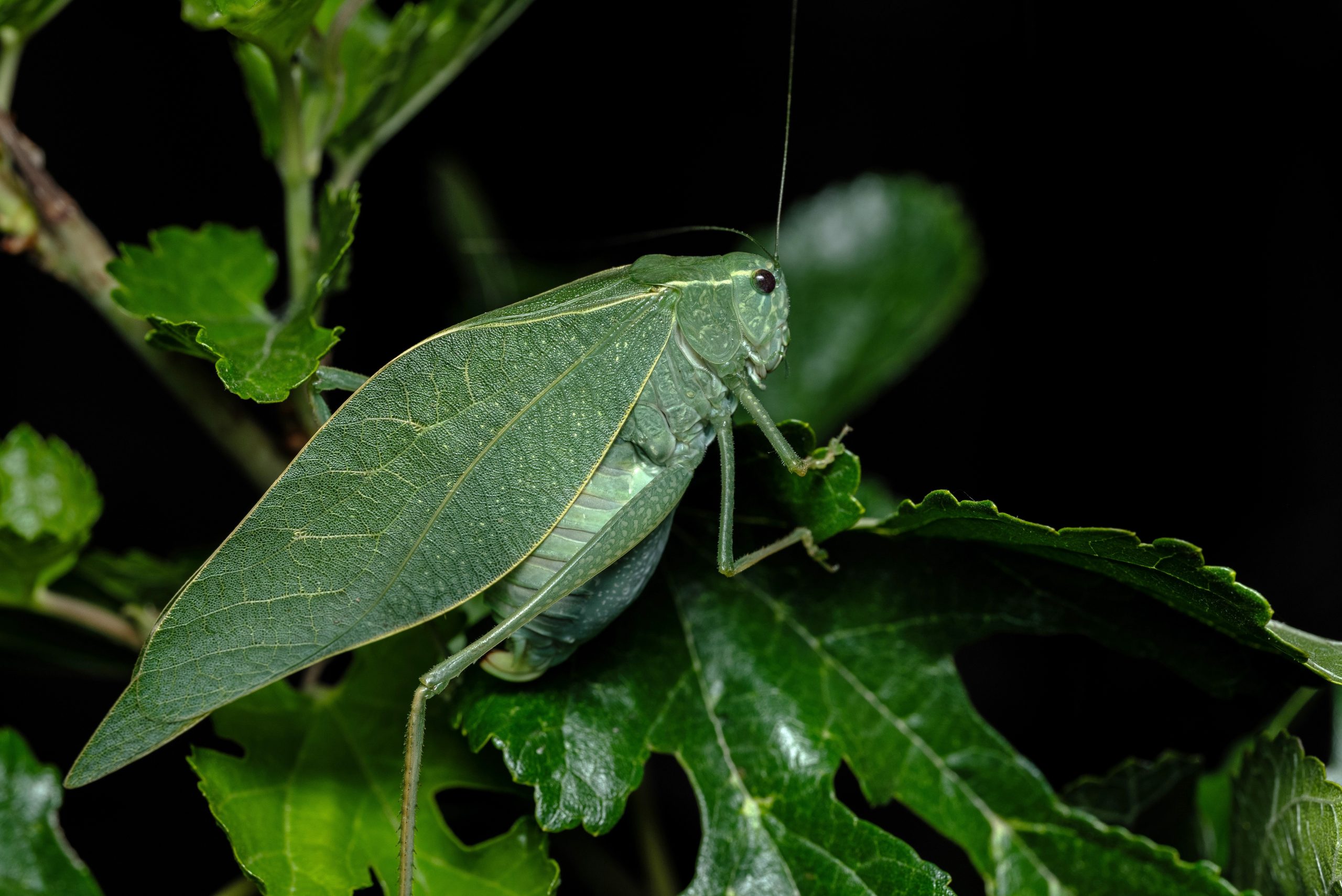 Insect Camouflage and Mimicry | Nebraskaland Magazine