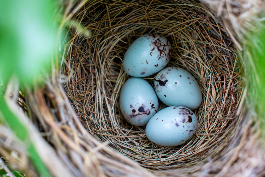 top down look of four blue eggs in a nest