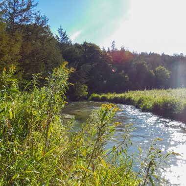 Goldenrod grows on the banks of a cold-water stream on a sunny day at Long Pine State Recreation Area.