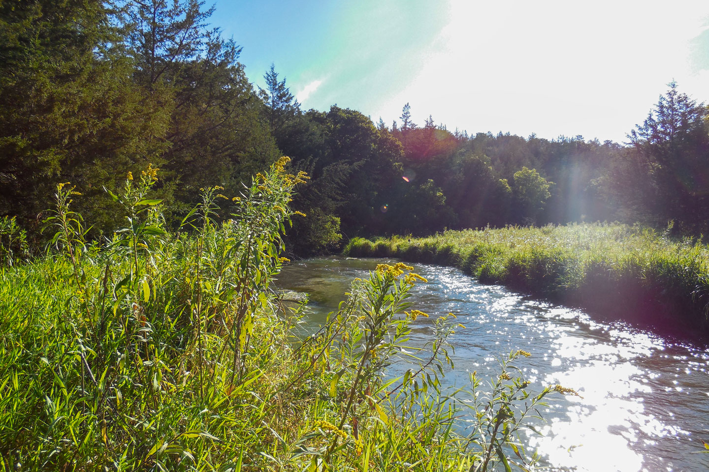 Goldenrod grows on the banks of a cold-water stream on a sunny day at Long Pine State Recreation Area.