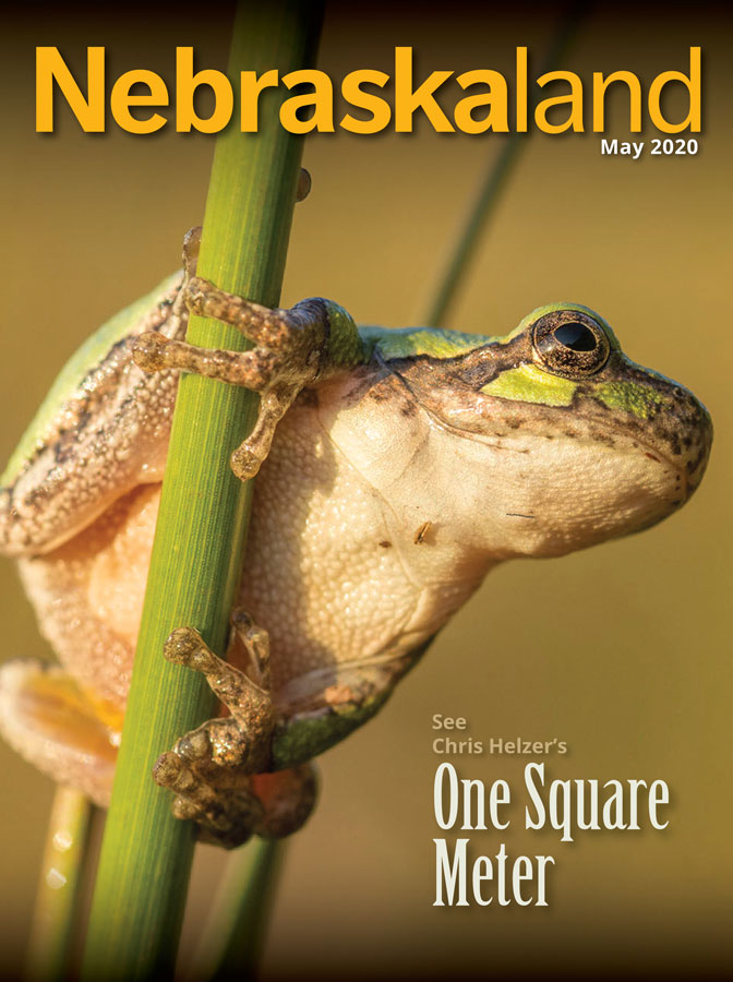 May 2020 cover of Neraskaland featuring a frog in a wetland.