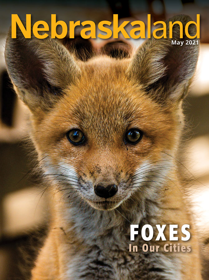 May 2021 cover of Nebraskaland featuring a fox kit.