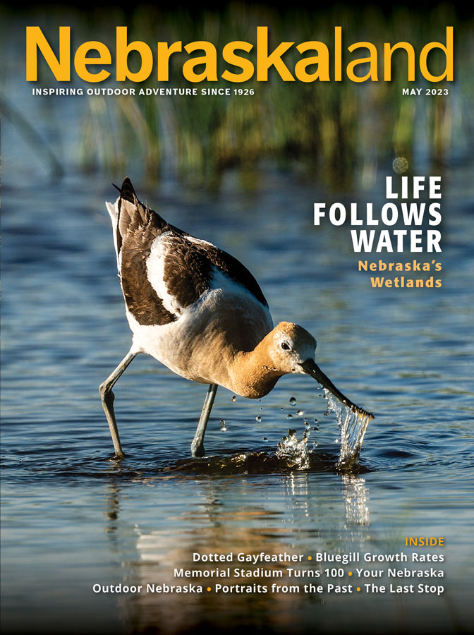 May 2023 Nebraskaland Magazine cover featuring an American avocet in a wetland.