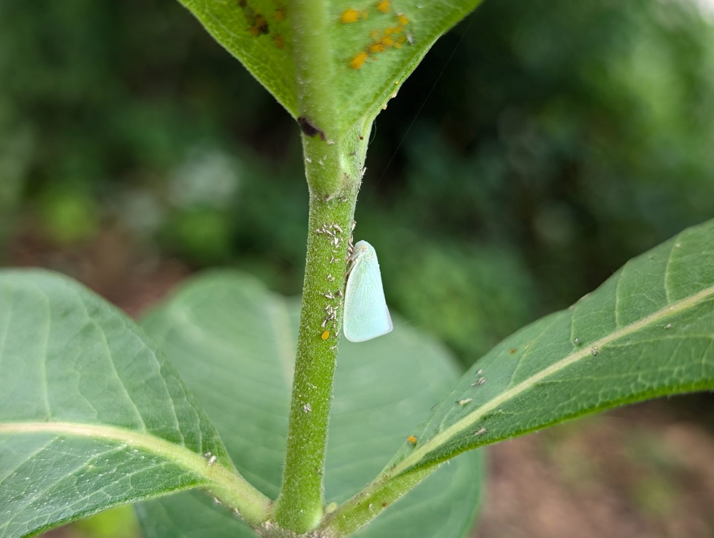 Northern Flatid Planthopper