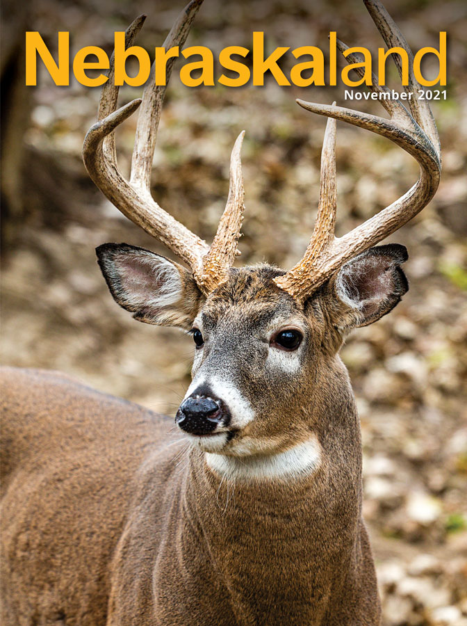 November 2021 cover of Nebraskaland featuring a large white-tailed buck.