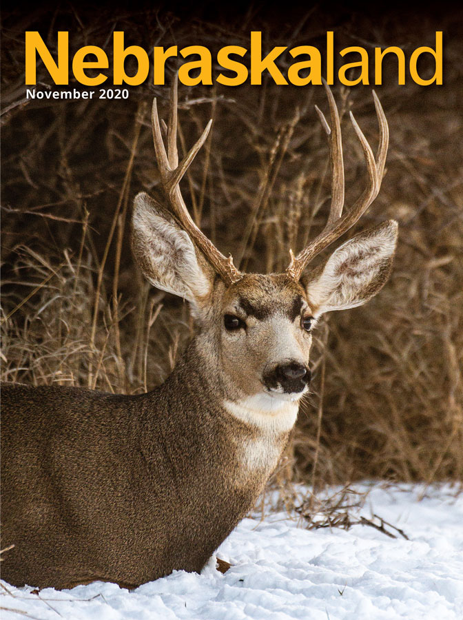 November 2020 cover of Nebraskaland featuring a white-tailed buck sitting in snow.