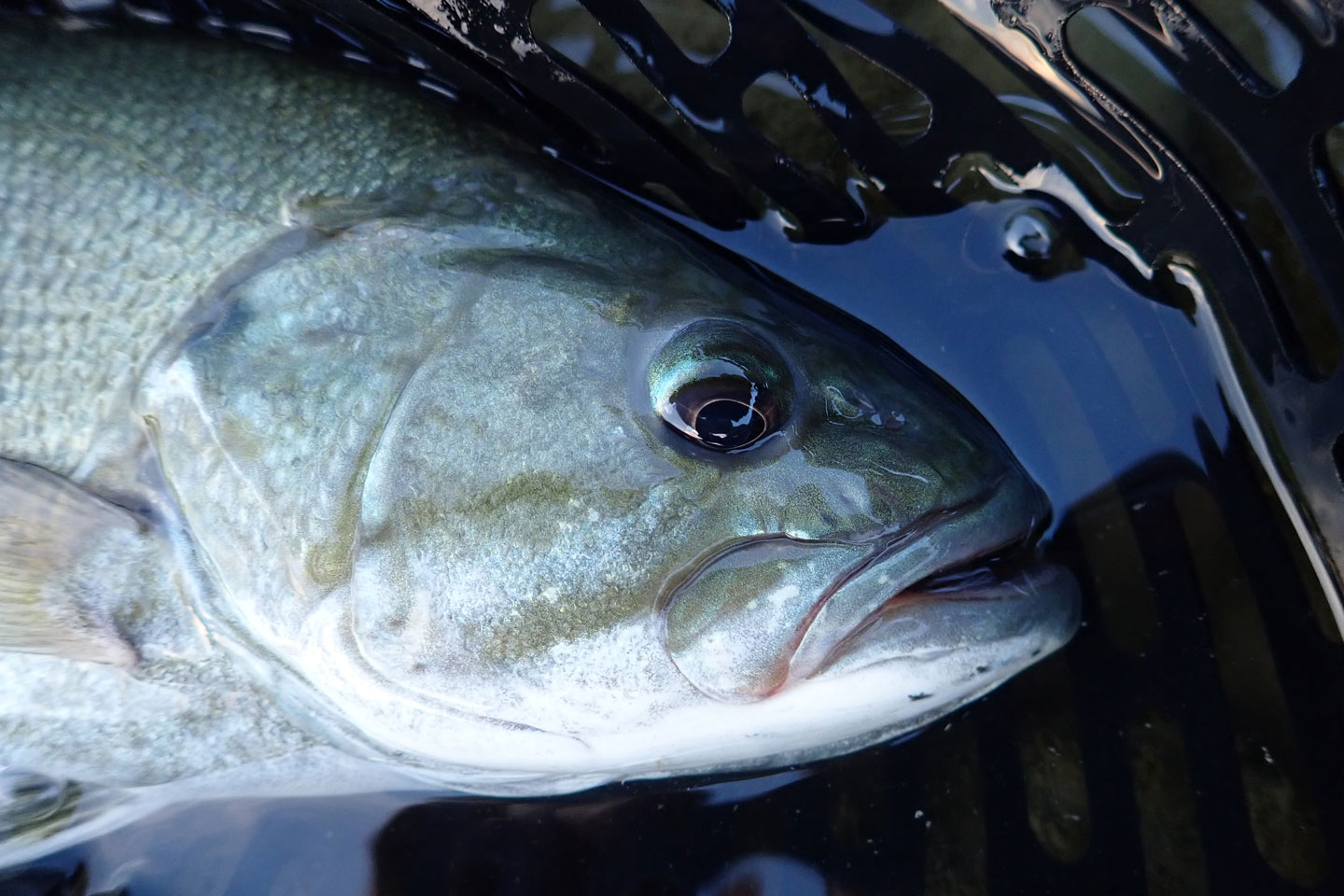 close-up of a smallmouth bass