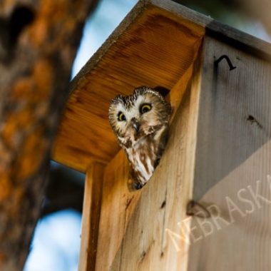 a northern saw-whet owl pokes its head out of a nest box and looks down at the camera