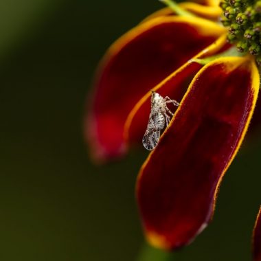 Planthopper