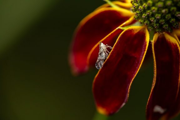 Planthopper