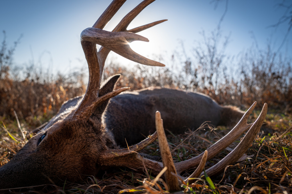 a deer's antlers are silhouetted by the sun