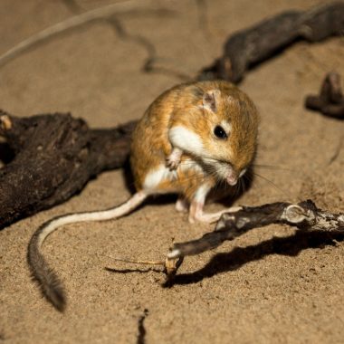 a ord's kangaroo rat seems to look at its large feet and tail