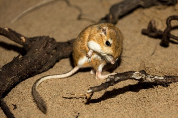 a ord's kangaroo rat seems to look at its large feet and tail