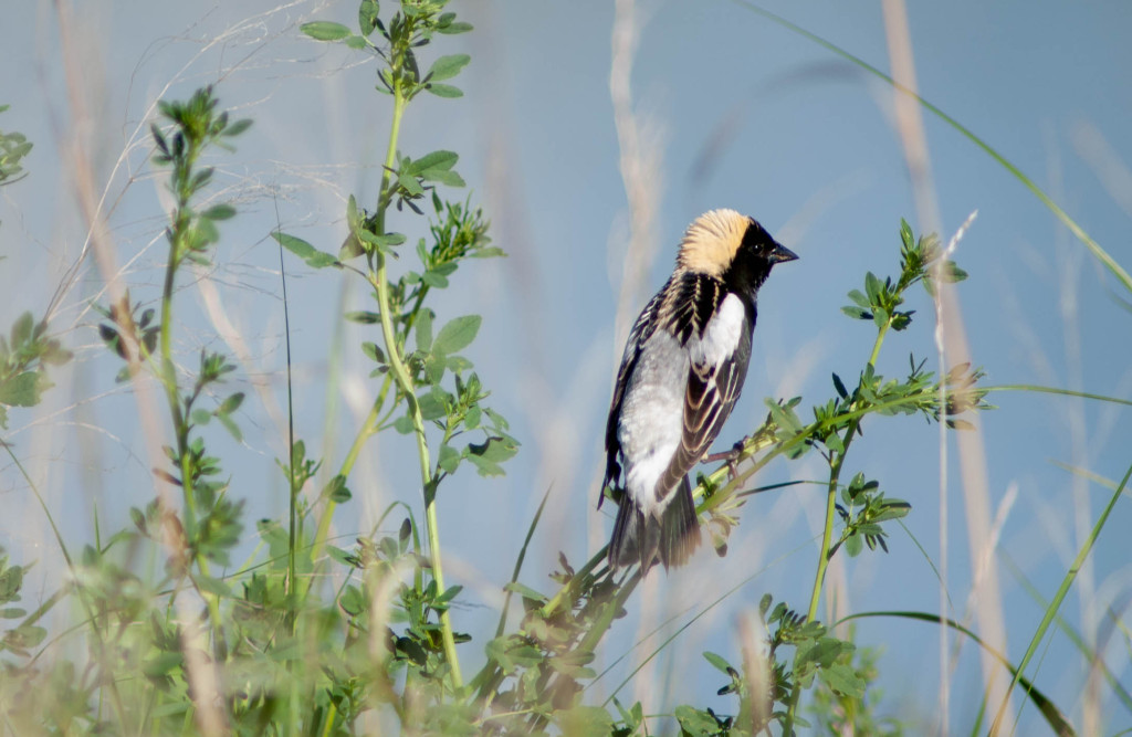 a small black and white bird with a tan fringed headcap sits on a green grassland stem