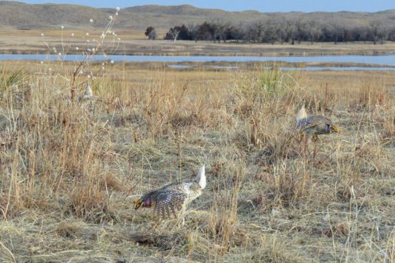 two prairie chickens seem small in a wide view of a short-grass prairie